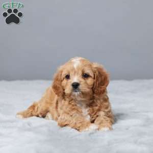 Mike, Cavapoo Puppy